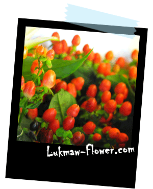 รูปดอกไม้ lukmaw-flower.com 