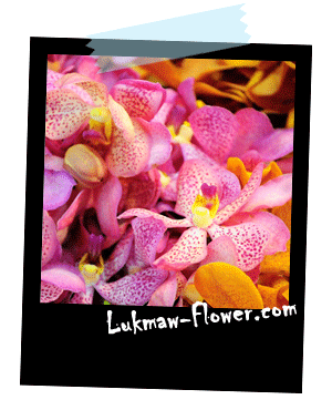 รูปดอกกล้วยไม้ lukmaw-flower.com