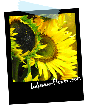 ดอกทานตะวัน lukmaw-flower.com
