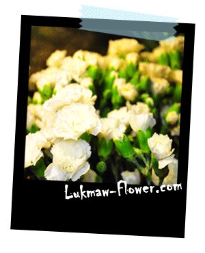 รูปดอกไม้สด lukmaw-flower.com